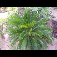 Cycas Revoluta (fam. Cycadacees) (Chine, Japon) (1)